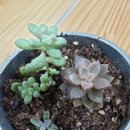 기쁨두배마트