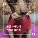 견제과 | 안산 수제간식 코코에게 견제과 애견간식 후기