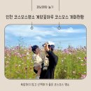 꽃마루 | 인천 가을 시작 코스모스 명소 계양 꽃마루 코스모스 개화현황