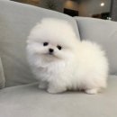 강아지,반하다 이미지