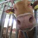 차오름한우농장 이미지