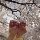 네일설레다 이미지