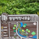 제 115차 9월3일(첫째화욜) 경북 영양 자작나무숲 정기산행 이미지