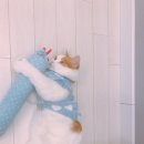 슈슈 이미지