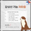김 S 동물병원 | [일산] 김S 동물병원 / 스케일링 못하고 온 후기