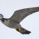 매(Peregrine falcon) 이미지