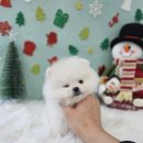 청주강아지분양 애견입양 애견미용 바른펫 이미지