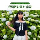 안덕면사무소 앞 | 제주도 수국 명소 제주 안덕면사무소 수국 제주도 수국길
