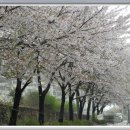 명동보리밥 이미지