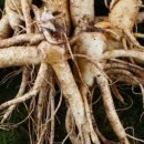 금산고려인삼도매 이미지