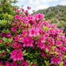 한강대교 북단 주민쉼터 앞 | 화려한 진분홍빛 물결 철쭉 군락지 전국 명소, 여행지 소개