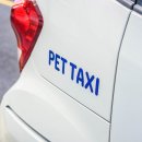 멍타냥택시 | 멍타냥택시 코코랑 애견카페 나들이 갈 땐 무조건 펫택시로