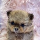 내품안의반려견광명점 이미지