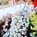 미현농장 이미지