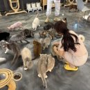 캣다방 | 구미 고양이 카페, 칠곡 석적 캣다방 :: 이색 실내데이트로 추천하는 고양이 천국