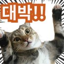 25만원 부수입 앱테크, 롯데손해보험 원더(wonder) 스마트플래너로 N잡러도 가능!