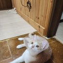 부여동물병원 이미지