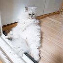 미라클 그루밍 이미지