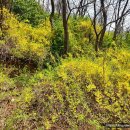 하늘숲초등학교 이미지