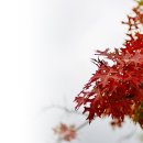 배경 ㅡ 붉게 물든 대왕참나무 단풍 이미지