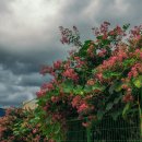 일지매가든 이미지