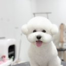 펫스타일 이미지