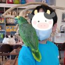 리프패럿 이미지