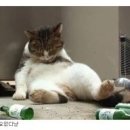 쪼끼쪼끼 이미지