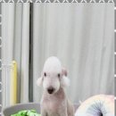 키티 앤 퍼피 이미지