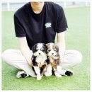 유어펫 라운지 강아지분양 | 버니두들분양 전문성 있는 유어펫라운지