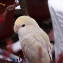 아롱다롱 이미지