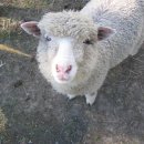 양한마리 이미지