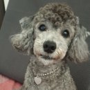 펫 스토리[Pet Story] 이미지