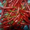 빨간고추 이미지