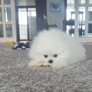 다온 애견삽 이미지