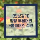 [만보걷기] 양평 나들이-봄파머스정원, 카페리노, 두물머리 핫도그, 곽지원빵공방