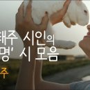 나태주 시인의 '변명' 시낭송 모음 이미지