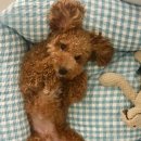 파핑파우 이미지