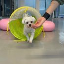 멍스쿨 전주애견유치원 애견호텔 이미지