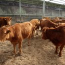 대세농장 이미지