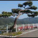 주암댐 전망대 이미지