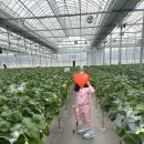 계산농장 | 해마루 딸기농장 딸기체험 리얼후기 🍓 가격, 예약방법, 꿀팁 총정리