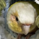 에코동물병원 | [후기] 에코 특수 동물 병원, 리프패럿 중랑구청점