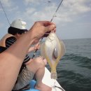 참가자미 이미지