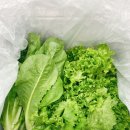 [수경이 유러피안 채소]로 건강한 다이어트! 스마트팜 샐러드 채소, 농업회사법인(주)메타그린