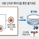 줄기세포 치료가능한가? 이미지