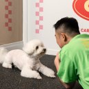 어니스트독(HONEST DOG) 이미지