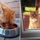 냥글냥글 이미지