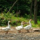 금화농원 이미지