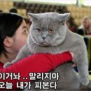 신짜오쌀국수 이미지